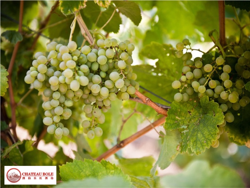 fiano grape